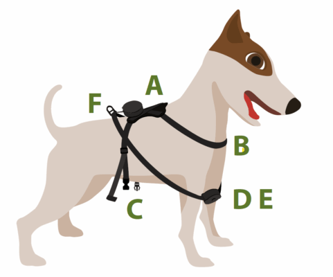 Yoyolino SP, un harnais pour chien léger, innovant et rapide à installer